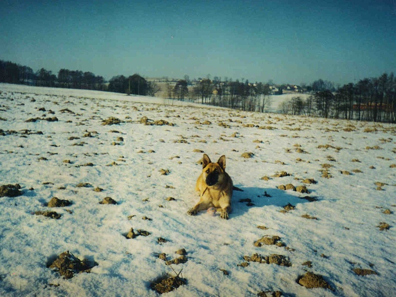 Bojarka