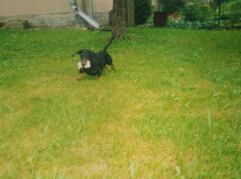 Dan