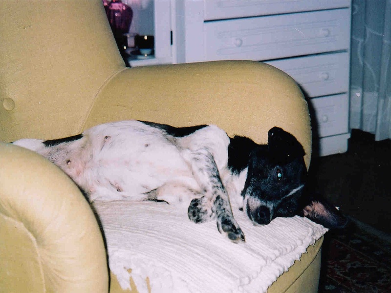 Dita