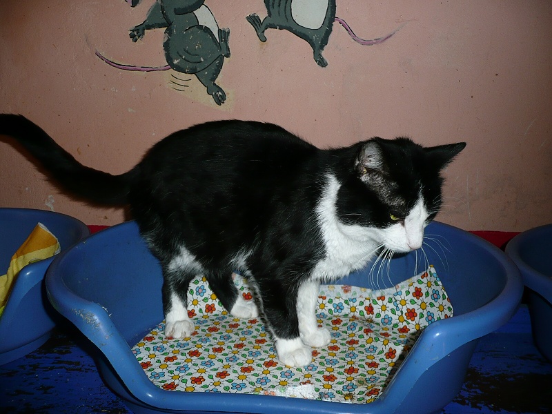 Bolek