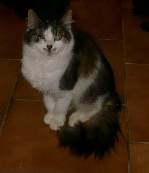 J�linka