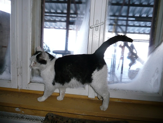 Foto