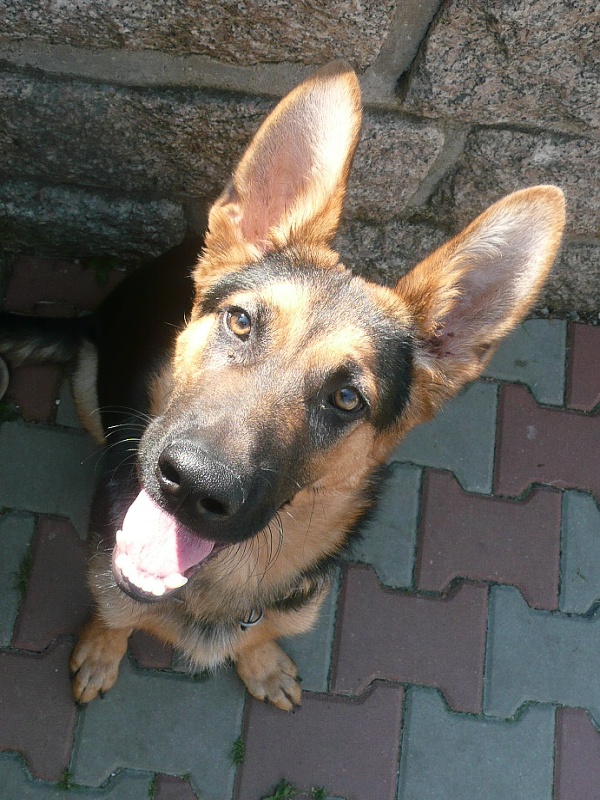 Baron