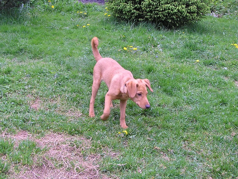 Ben