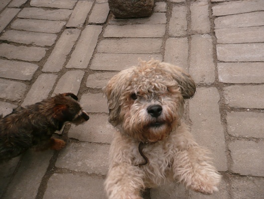 Foto