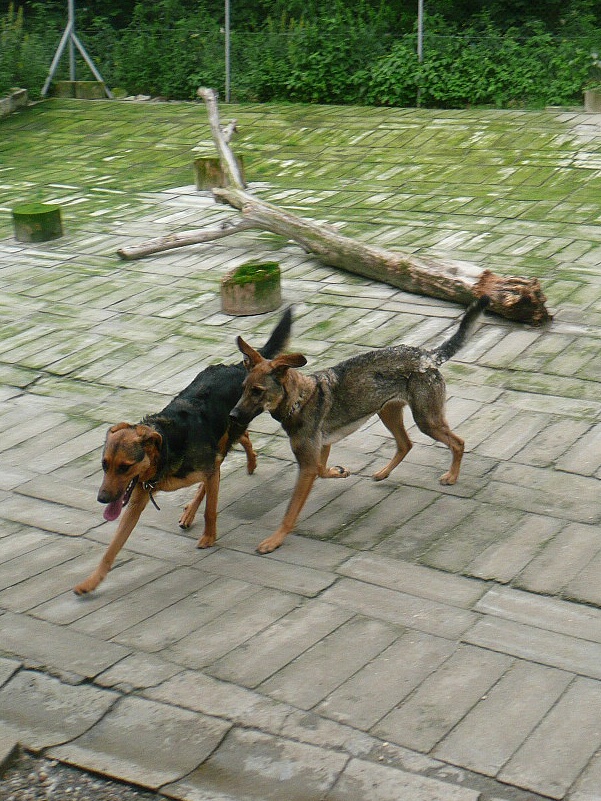 Gita