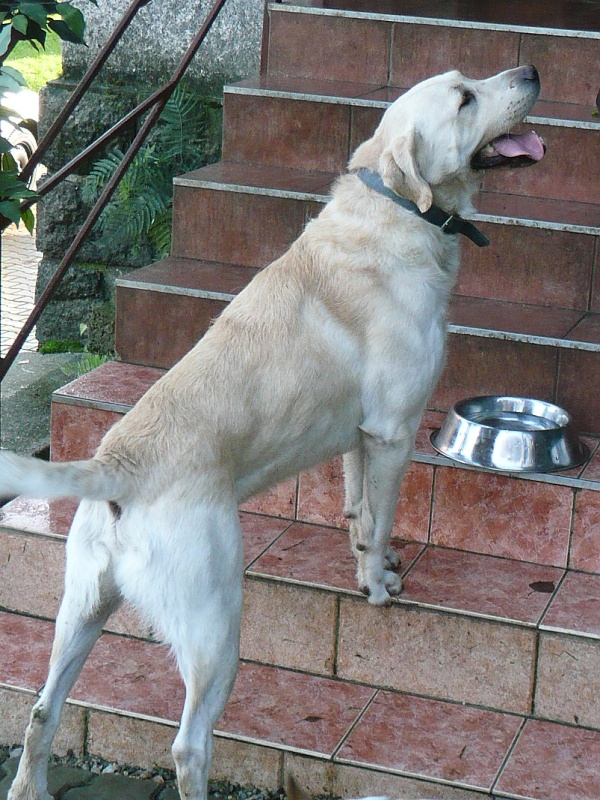 Bela