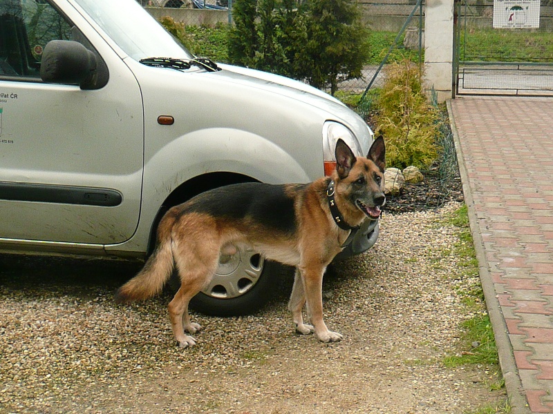 Simon