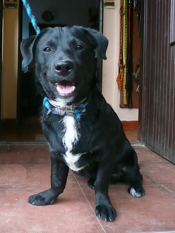 Tonda