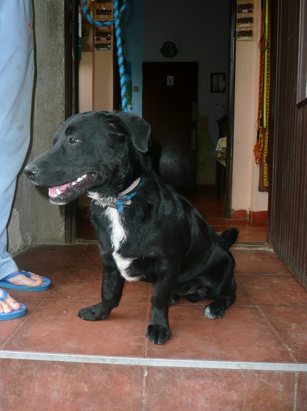 Tonda
