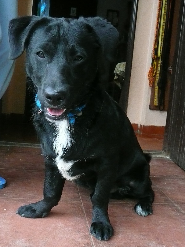 Tonda