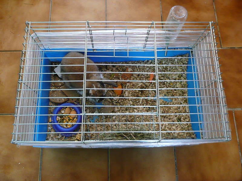 SOS kr�l��k