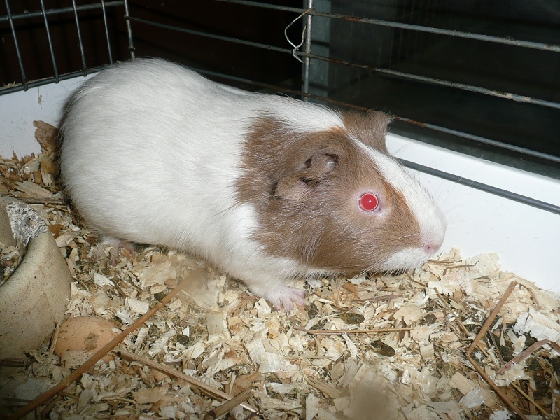 Mor��tko