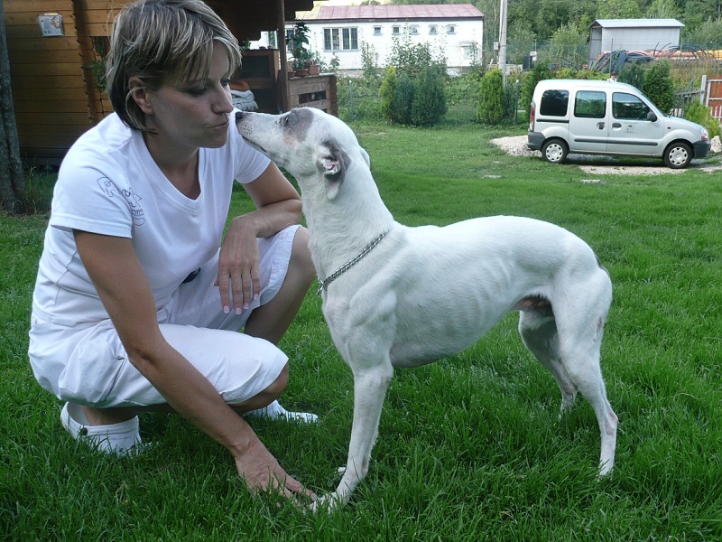 Vipet